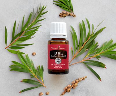 Aceite esencial de árbol de té
